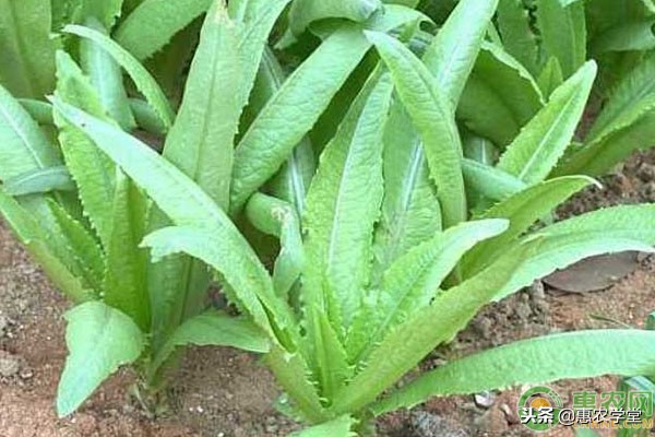 油麦菜发黄怎么办,种的油麦菜发黄怎么办