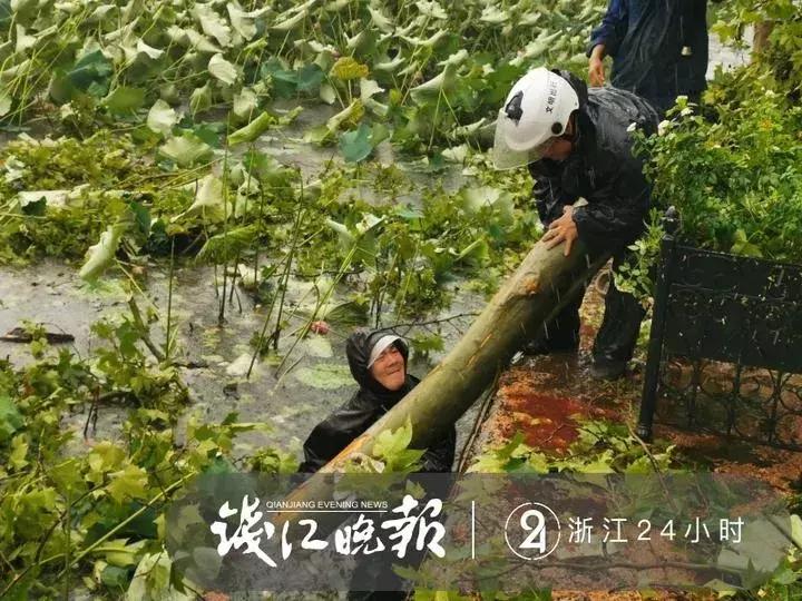 西湖60年大树被连根拔起,西湖大树被淹断电