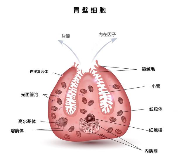 人的消化系统怎么工作的,从食物到大便排出多长时间正常