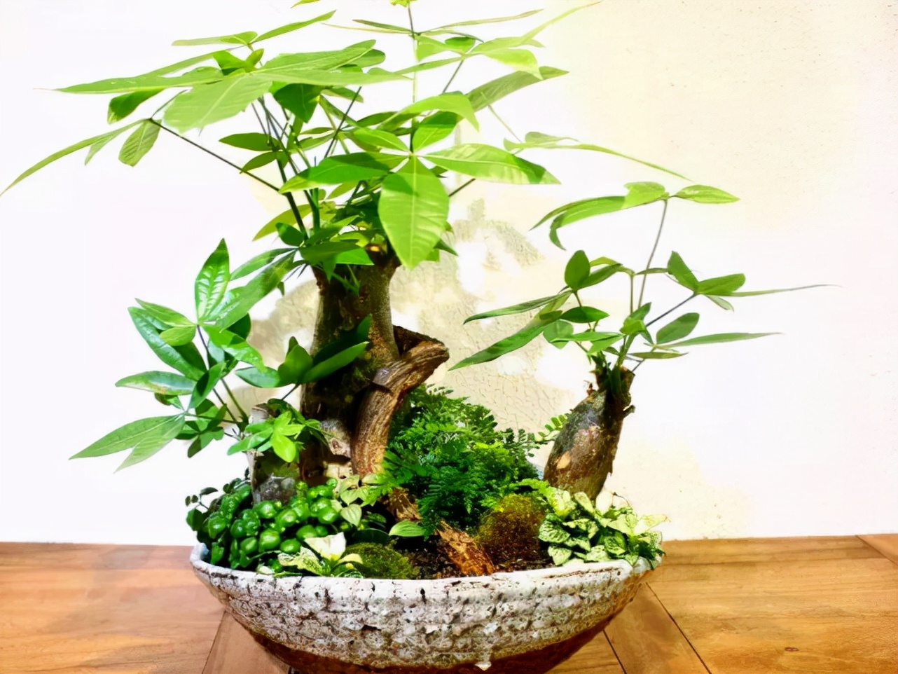 最适合懒人养的几种盆栽植物,十种最适合懒人盆栽植物