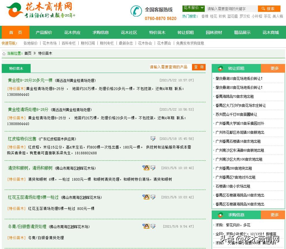 特价黄金榕植物,金桂树苗出售直播