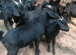 养殖合作社2021补贴政策,养殖合作户怎样挣钱