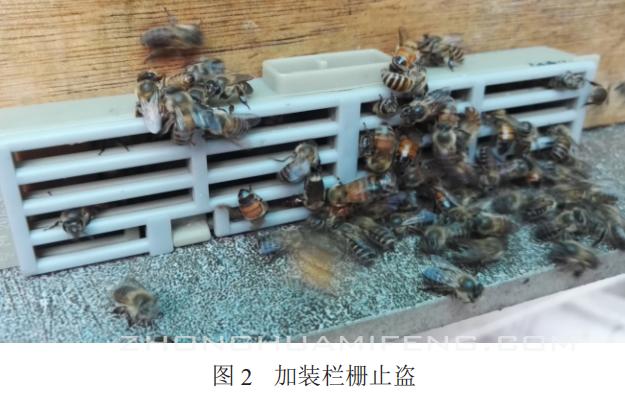 偷盗蜂的应急处理,盗蜂的紧急处理办法