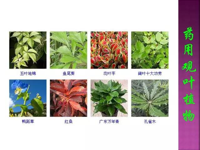 花卉大全500种观叶植物名称,1332种常见花卉植物图谱