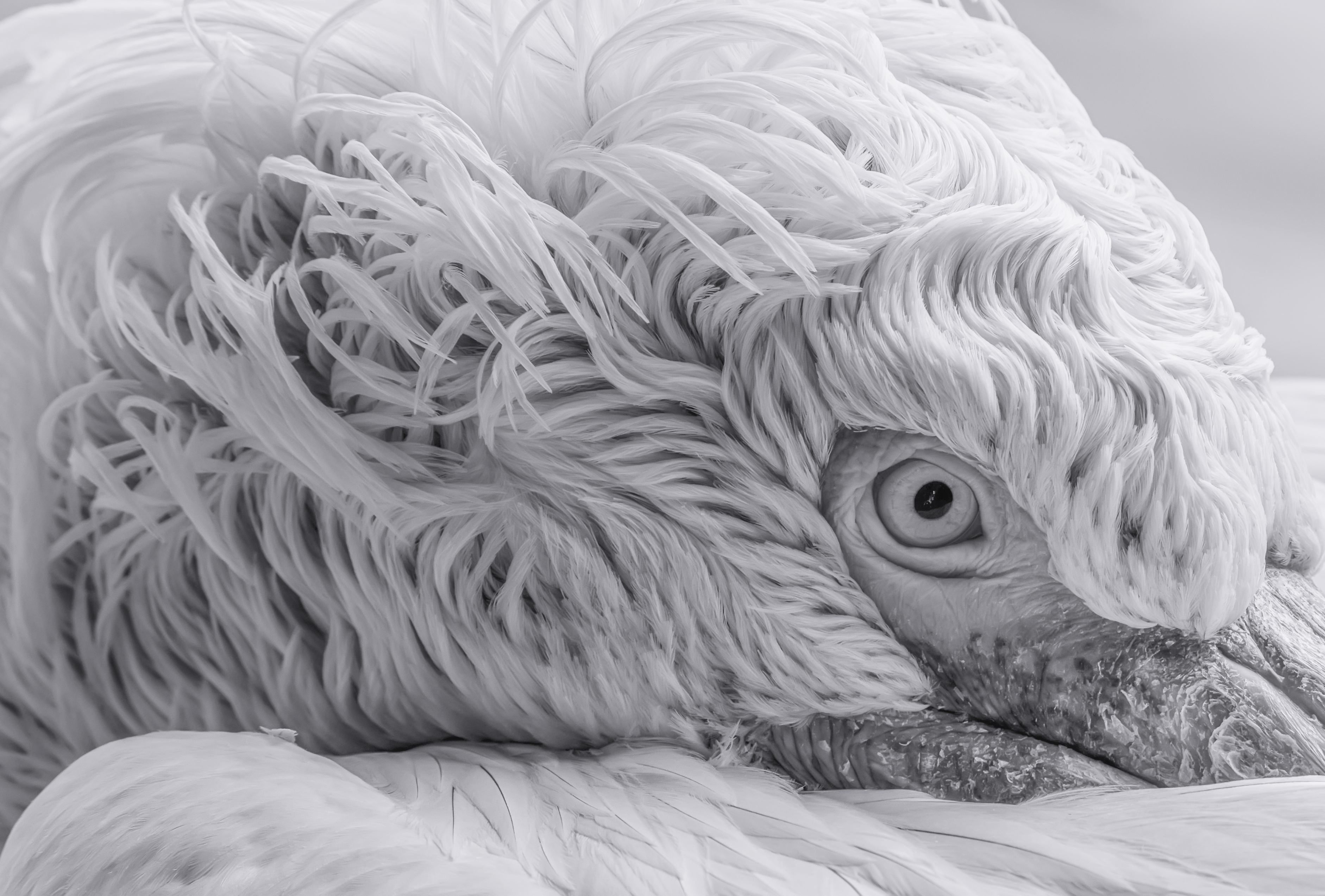 东江揽胜,惠州淡水常见鸟类图谱