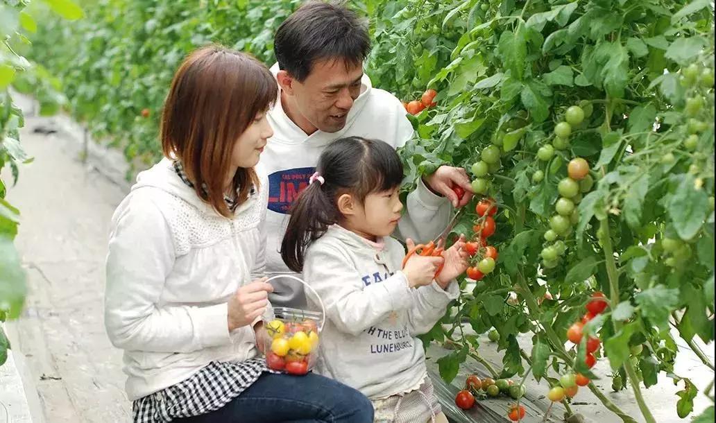 日本农场营收10亿经营秘诀,日本妈妈牧场怎么运营