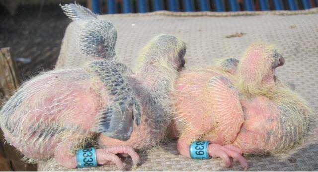 赛鸽套环的正确方法,成败往往在细节