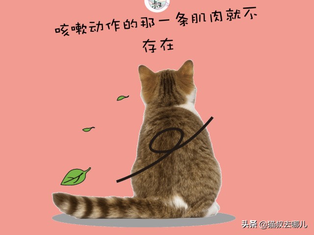 养猫攻略视频,养猫攻略文字版