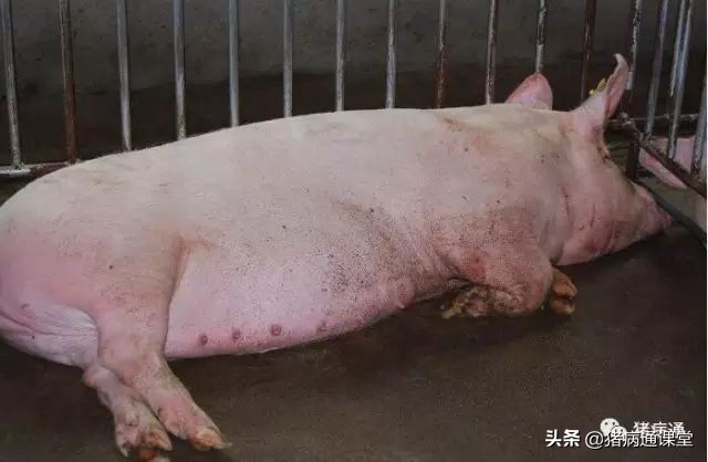 给猪打疫苗后流血怎么办,给猪打口蹄疫出现应激该怎么办