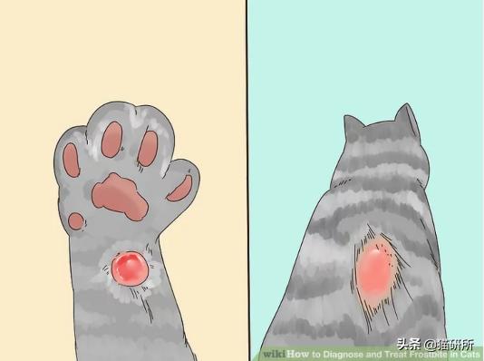 气温骤降猫咪拉软便,预防猫咪应激