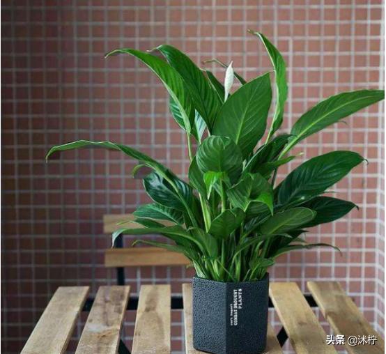 家中养一盆白鹤芋必要的养护要点是必须要掌握的