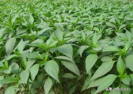 蔬菜种植如何防治蚜虫,蔬菜种植怎样防虫害