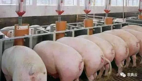 猪舍怎么建设图片,猪舍建设原则