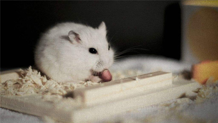 怎么样才能照顾好仓鼠,保护仓鼠眼睛的方法