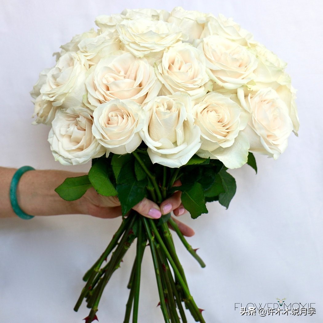 月季不停掉叶子怎么办？教你一招，光杆月季也能重头发芽开花。