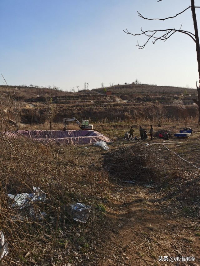 苹果园水肥防治,苹果种植水肥标准