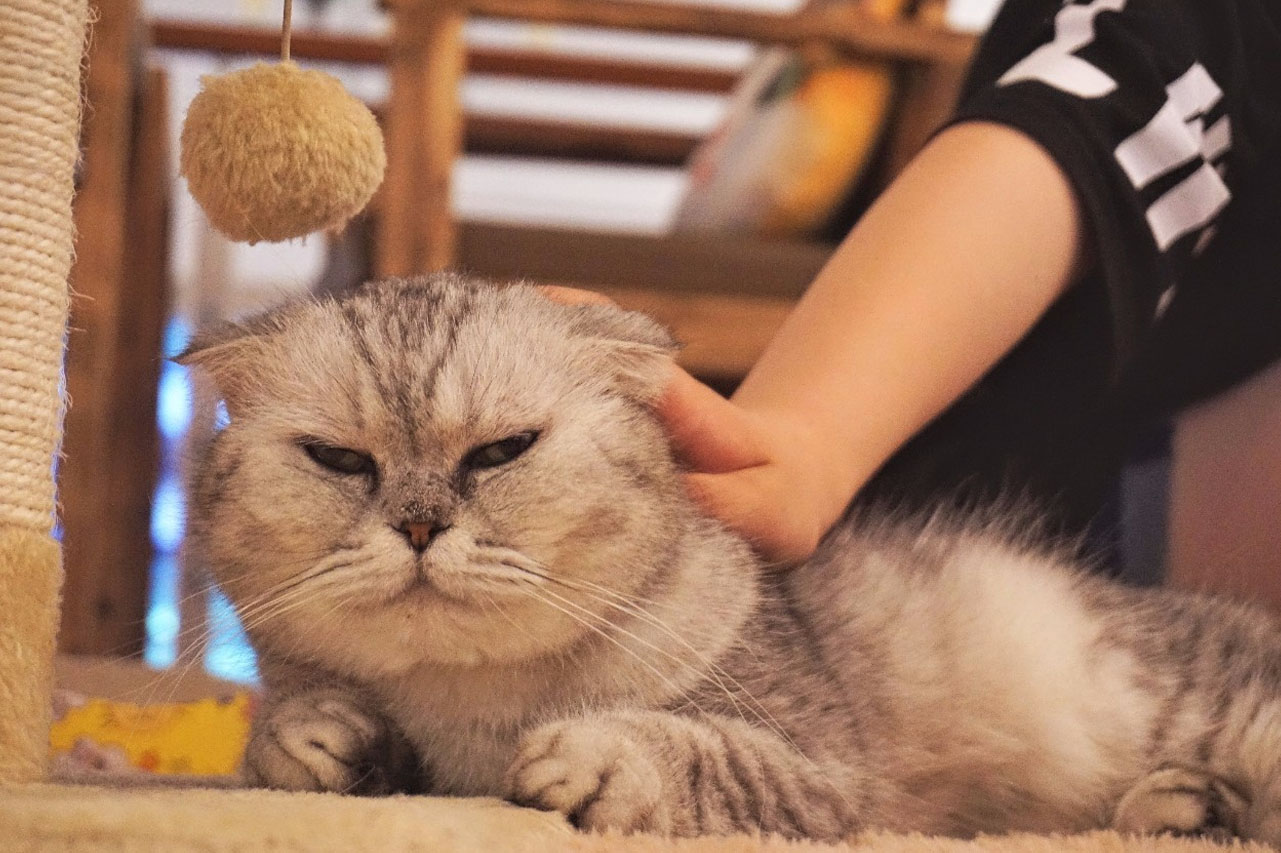 猫咪腹泻可以服用人吃的药吗,猫咪拉稀是猫瘟吗