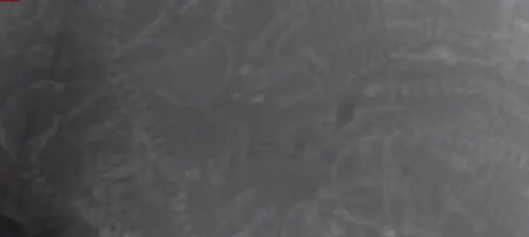 小狗在狗妈妈肚子里发育全过程,狗妈妈肚子里面有小狗宝宝