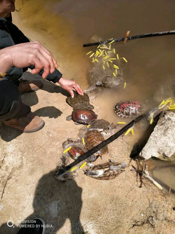 福建河里乌龟,在河里边发现超级大乌龟