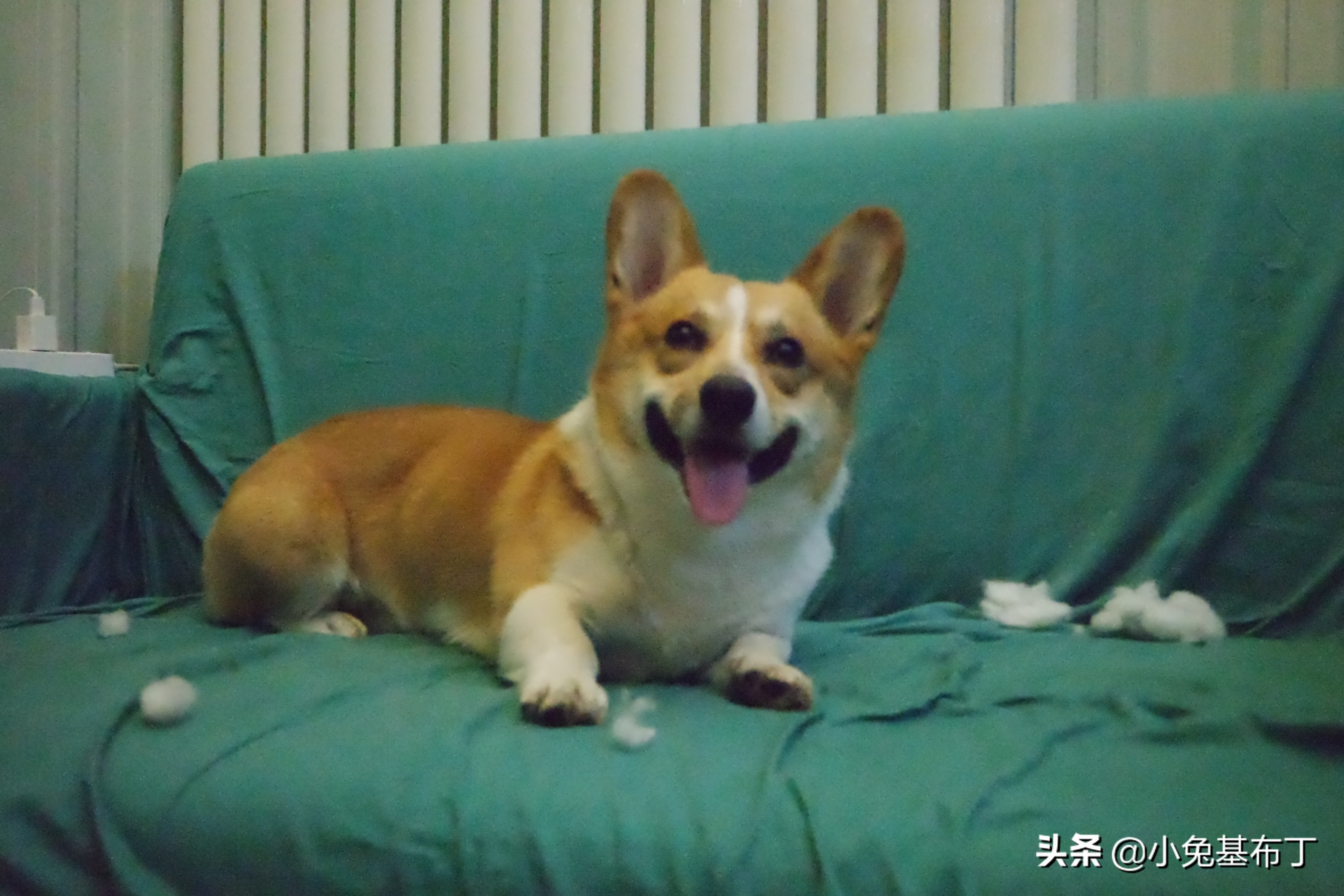 狗狗脚趾炎脓疱不破怎么办,狗狗脚趾炎可以打针消炎吗