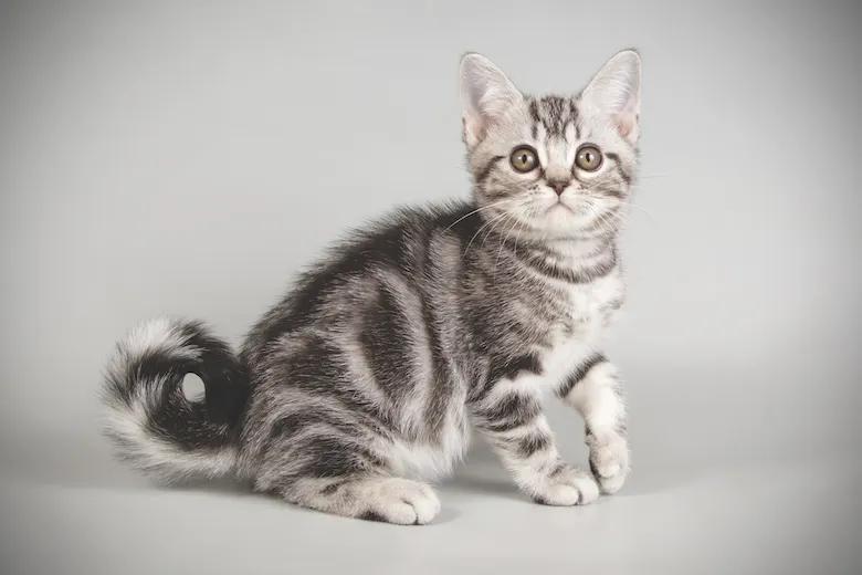 美短虎斑猫咪的品种,美国短毛猫虎斑价格