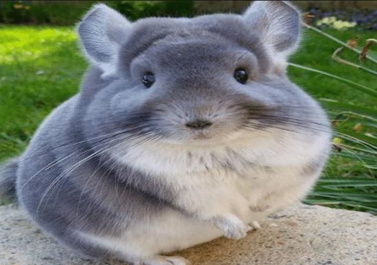 龙猫像老鼠为什么叫猫,像猫又像仓鼠一样的动物