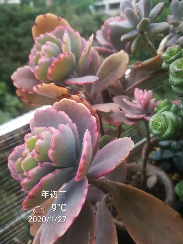 一杯清茶一道暖阳,一杯清茶温暖的时光