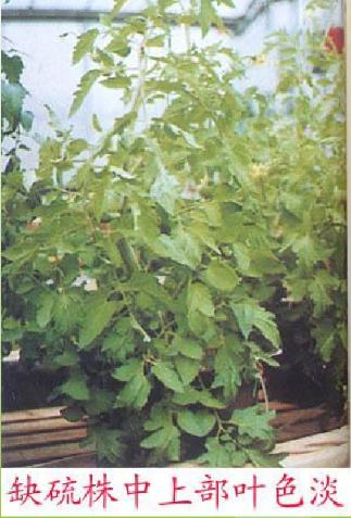 番茄各个生长期缺氮的症状,番茄苗期缺素症图片
