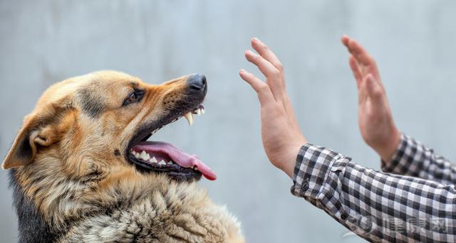 全程打过疫苗40天得狂犬病的案例,6岁男孩被狗咬伤13天后狂犬病发生