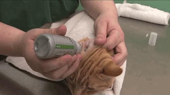 猫咪洗耳朵很不配合怎么办,生理盐水可以给猫咪洗耳朵吗