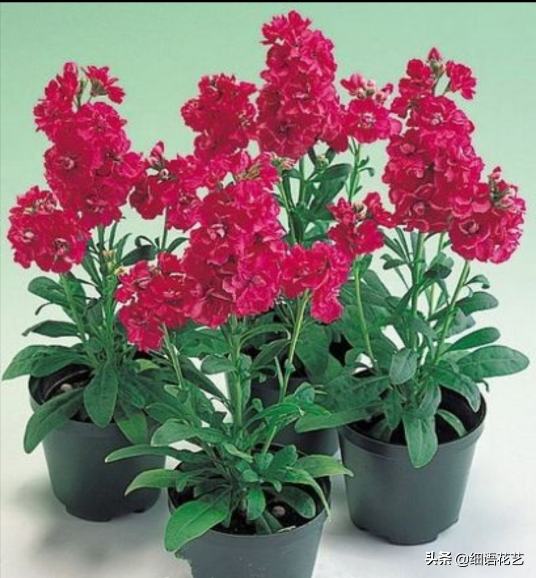 紫罗兰为什么是最尊贵的,拿破仑最喜欢的紫罗兰花