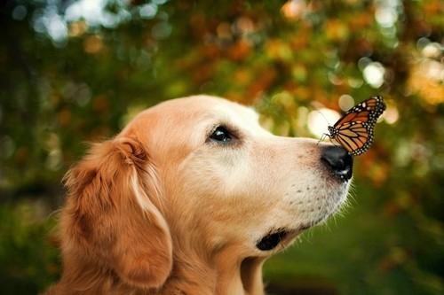 狗狗临终前想些什么,狗狗临终前的几种表现