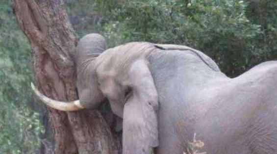 为什么大象不停撞树,一只大象从山上往下撞到了树上