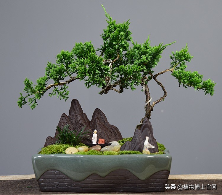 如何让真柏快速爆球,如何让真柏长得粗壮