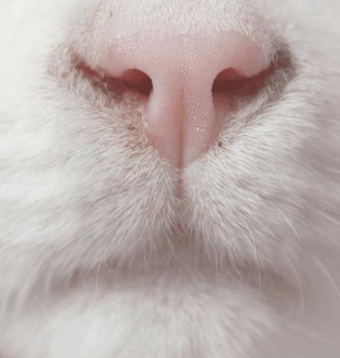 这9个猫界冷知识，你知道么？