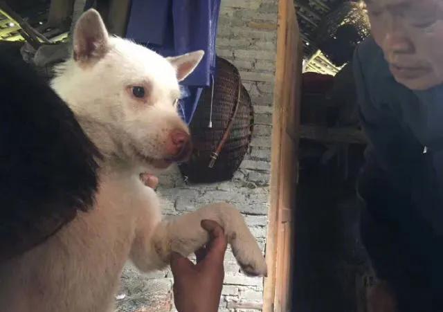 狗子被蛇给咬了,狗子被毒蛇咬伤