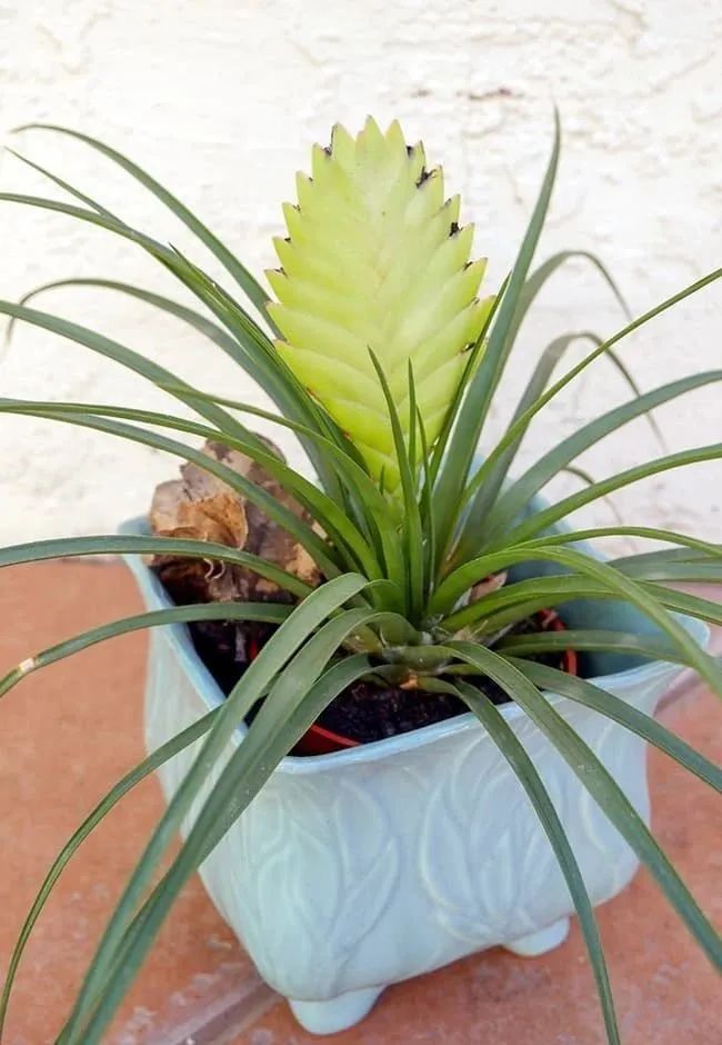 观赏凤梨开花后怎么处理,凤梨花凋谢了怎么养