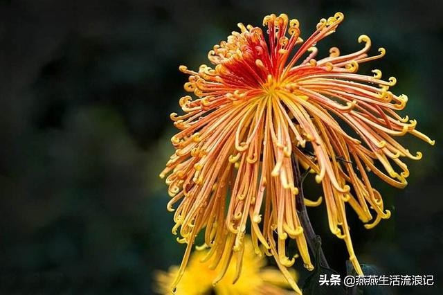 菊花开过后如何养护来年再开花,菊花的详细养护和技巧