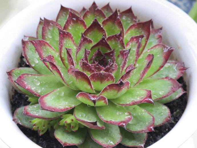 8月份养蟹爪兰要关注什么,8月份养兰花怎样管理呢