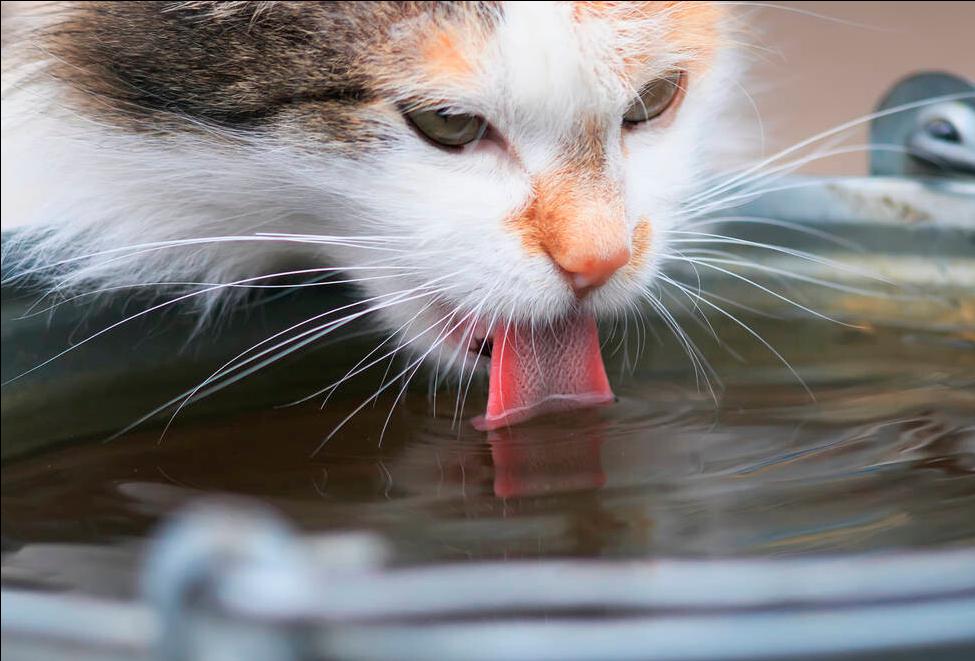 猫咪会因为天气变化不爱喝水吗,猫咪不爱喝水可以用针管喂吗