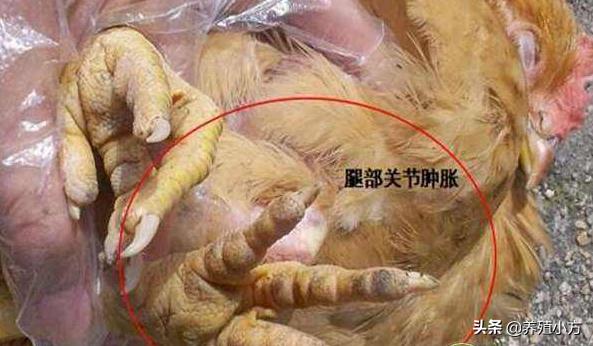 鸡得滑液囊支原体感染拉什么粪便,滑液囊支原体在鸡什么部位注射