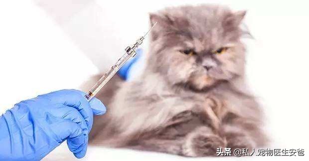 怎样给小猫打疫苗,小猫接种疫苗多少钱