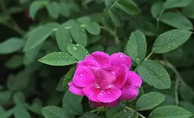 女人一般在多少岁绝经算正常的,女人一般多少岁绝经才算正常