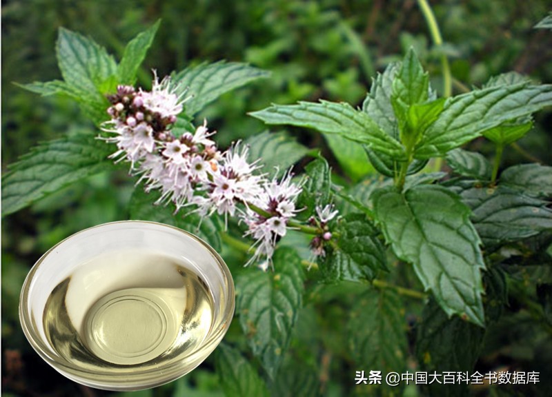 留兰香薄荷牙膏,牙膏留兰香是什么味