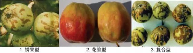 苹果锈病发病条件有哪些,苹果锈果病是属于什么病害