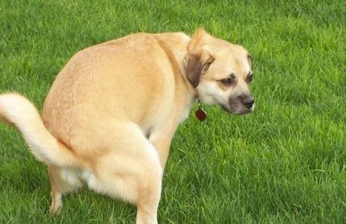 狗狗便秘拉完之后精神态势不好,狗狗便秘拉的屎很干