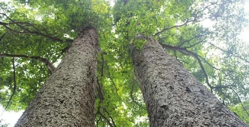 南方有佳木（我们这一代）第五期