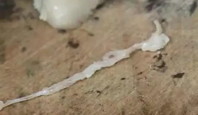 猪肉里发现虫子,猪肉里面有虫子取出来全过程