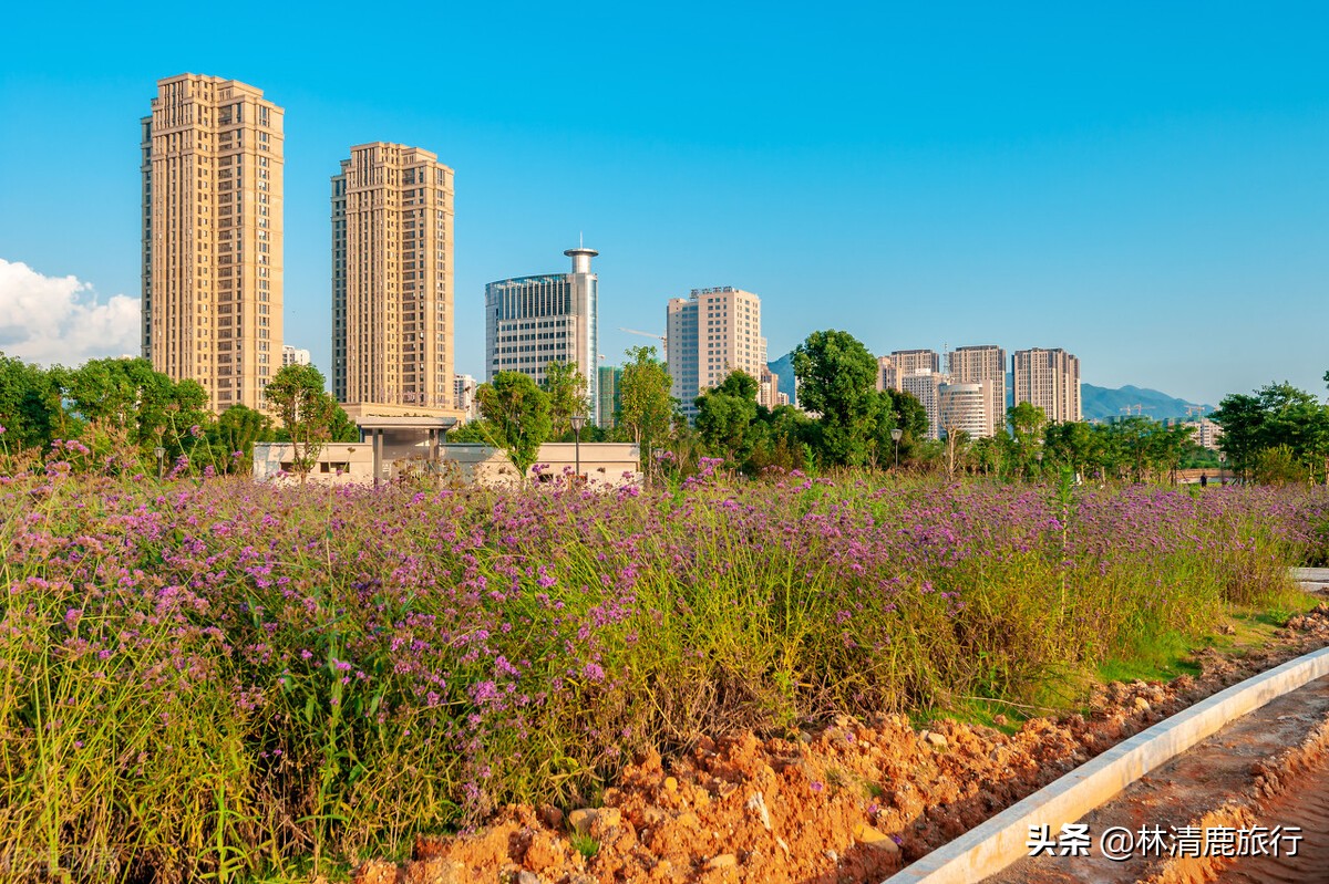 龙岩森林覆盖率最高的地方,福建龙岩森林