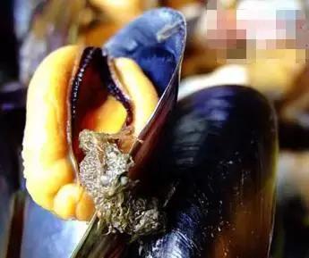 寿光羊口海鲜什么时间去合适,寿光羊口开海时间